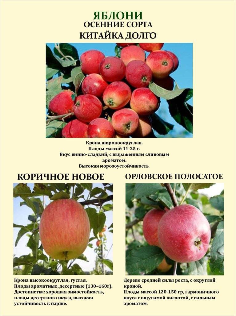 Описание и характеристики яблони сорта Услада, технология выращивания