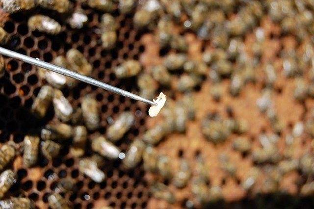 Аскосфероз пчел: причины возникновения, профилактика и лечение болезни