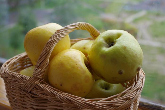 Антоновские яблоки (бунин иван) - слушать аудиокнигу онлайн