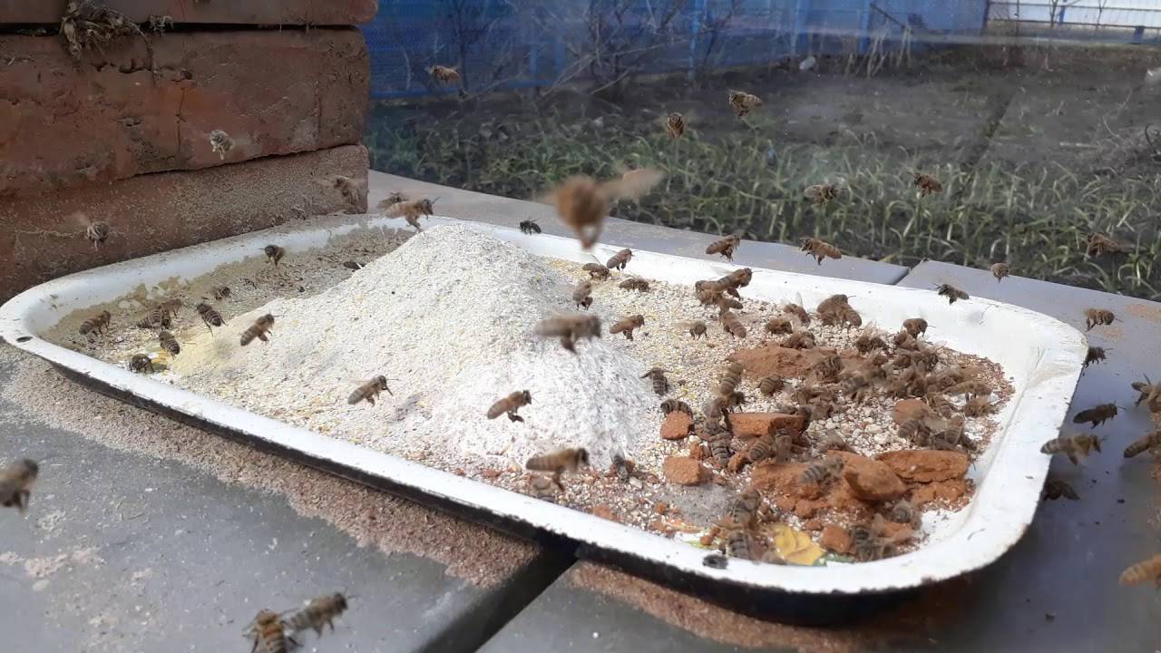 Подкормка для пчел: виды, сравнение, время, особенности