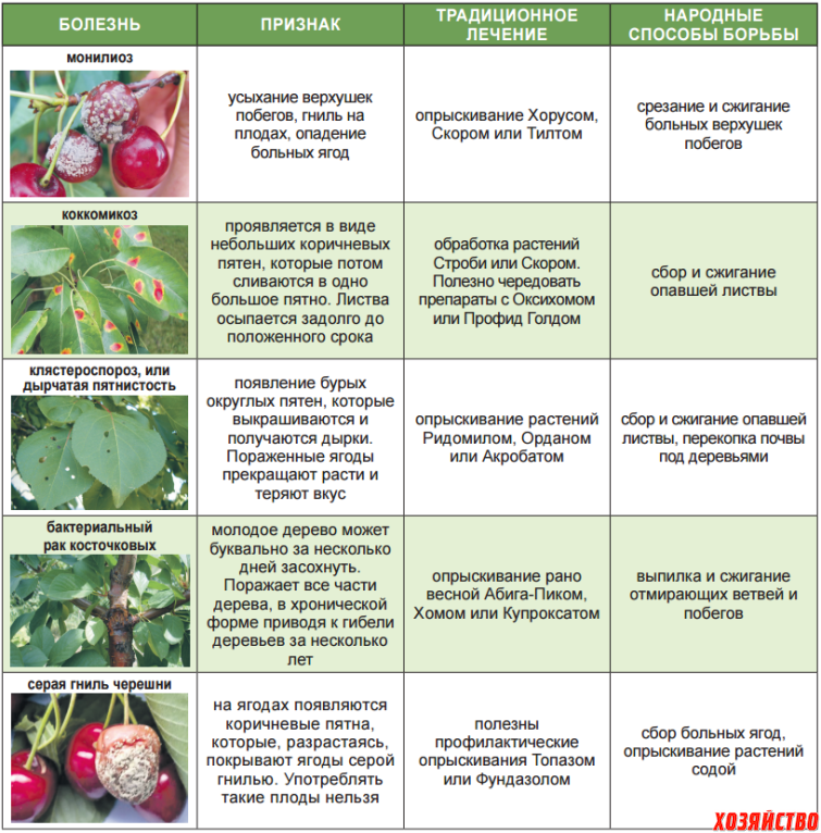 Таблица совместимости сидератов и овощных культур. растения-сидераты | дачная жизнь