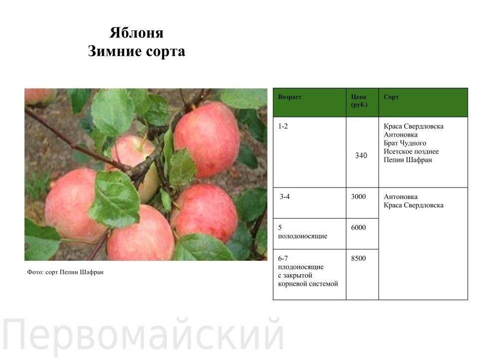 Сорт яблок краса свердловска: описание и характеристики, особенности выращивания и ухода за деревьями, болезни и вредители