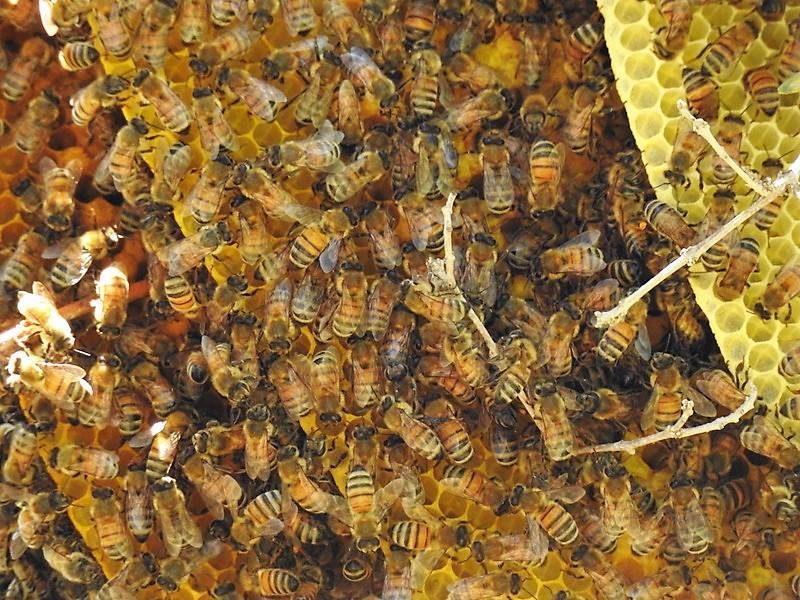 Дикие пчелы, где живут дикие пчелы, фото, укус дикой пчелы