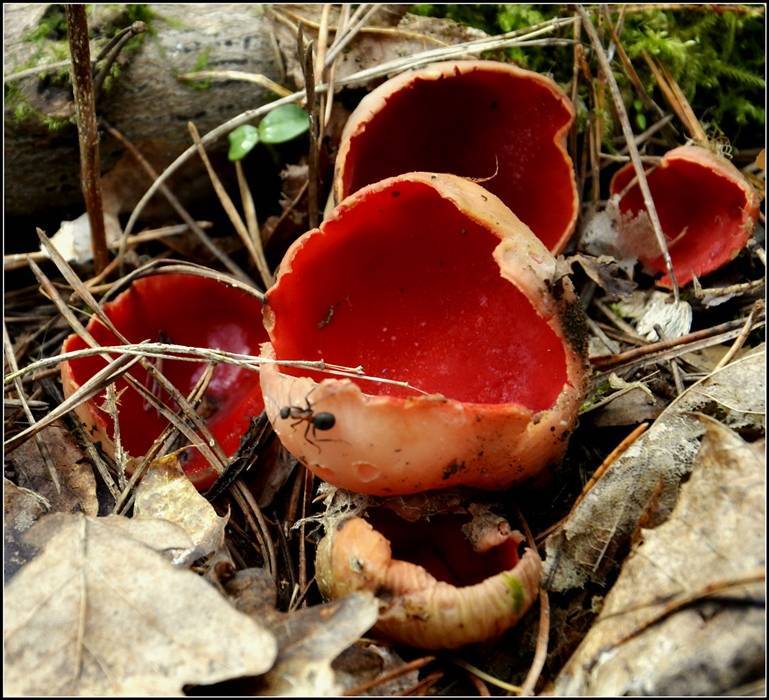 Октябрьские грибы: съедобные и несъедобные виды - огород, сад, балкон
 - 16 октября
 - 43655770521 - медиаплатформа миртесен