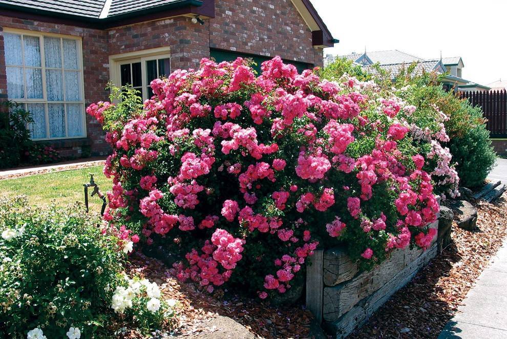 Розы садовые почвопокровные: фото и описание, лучшие сорта почвопокровных роз для подмосковья