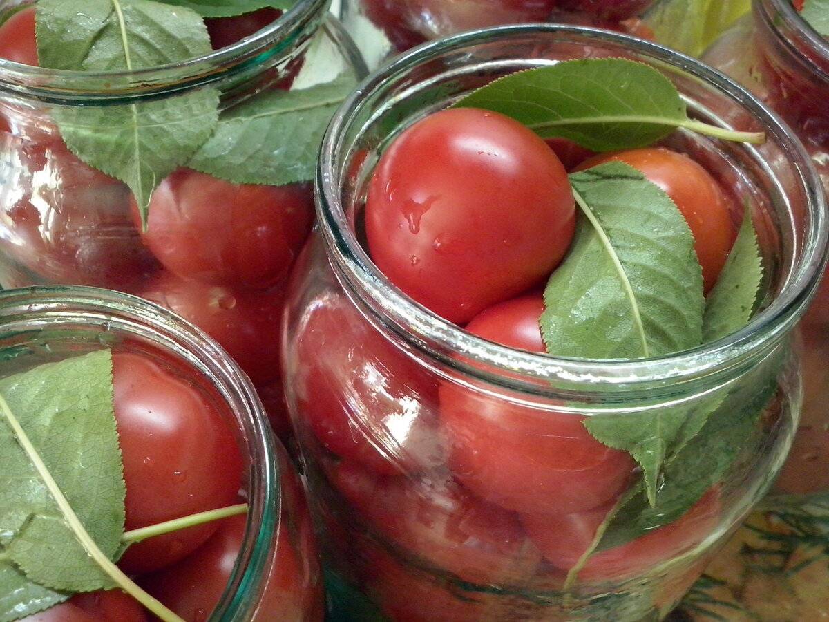 Помидоры на зиму — 7 рецептов заготовки маринованных томатов