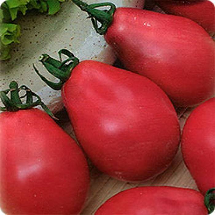 Томат груша красная характеристика и урожайность сорта с фото