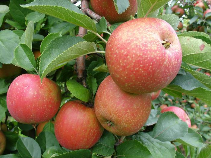 Яблоня на, какой год плодоносит. на, какой год плодоносит яблоня после посадки: сроки | дачная жизнь