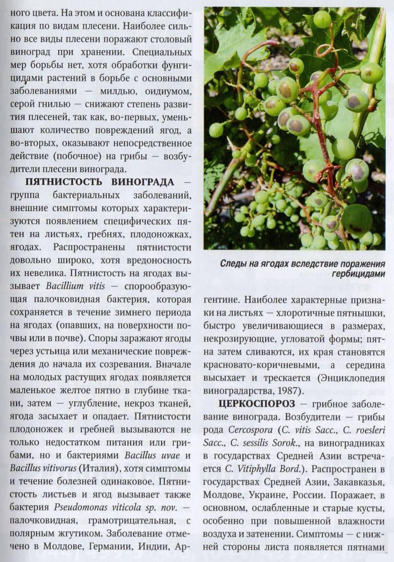 Вредители виноградной лозы | справочник пестициды.ru