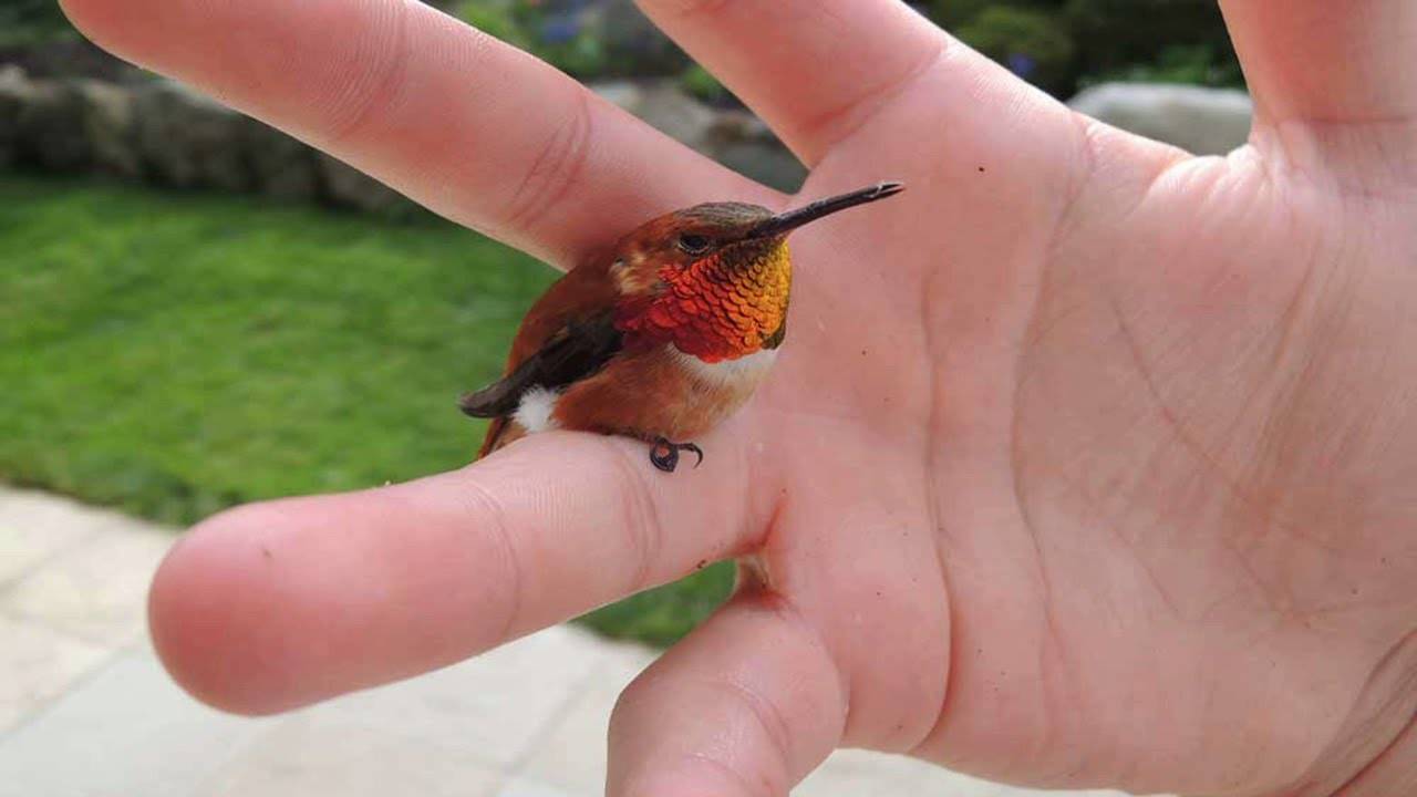 Описание и особенности самой маленькой птички в мире, интересные факты о птице колибри