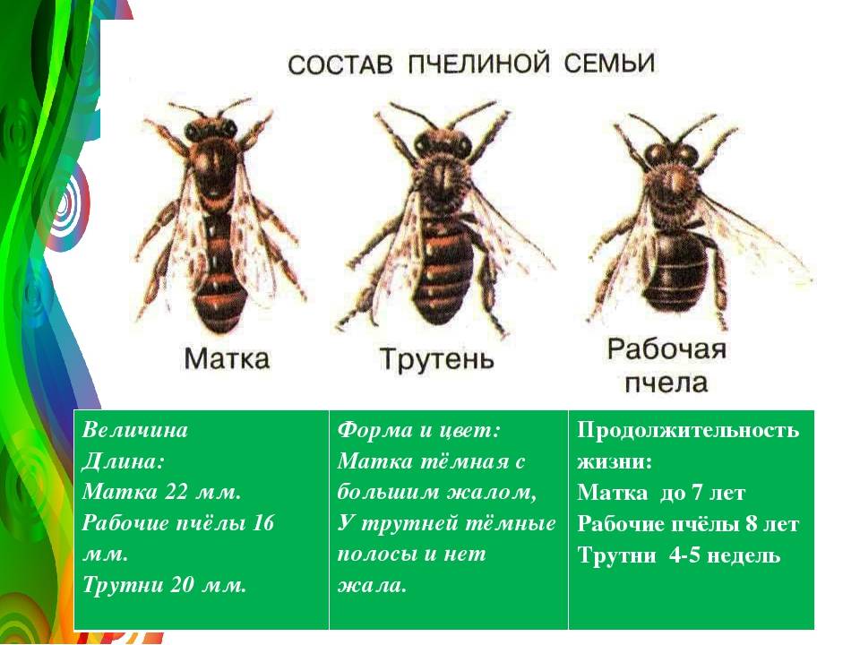 Сколько живут осы