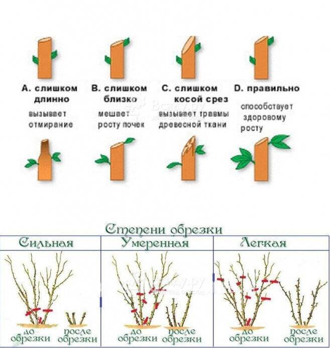 Обрезка жасмина осенью для начинающих в картинках пошагово