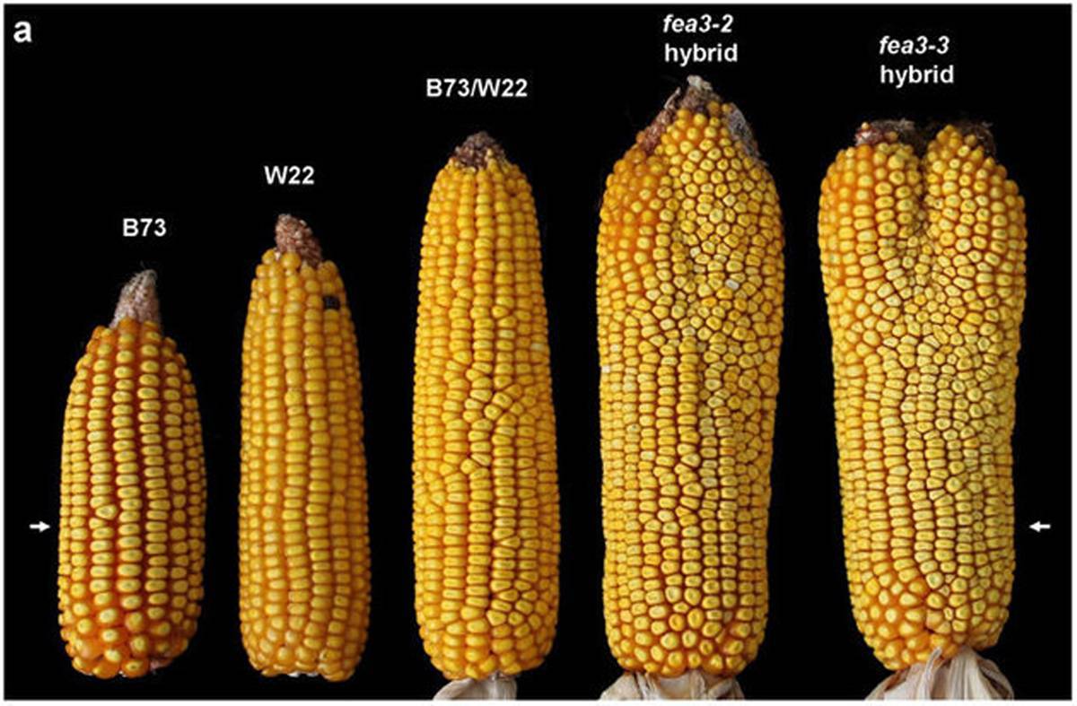 Как сохранить кукурузу в початках на зиму: правила и выбор места, сроки