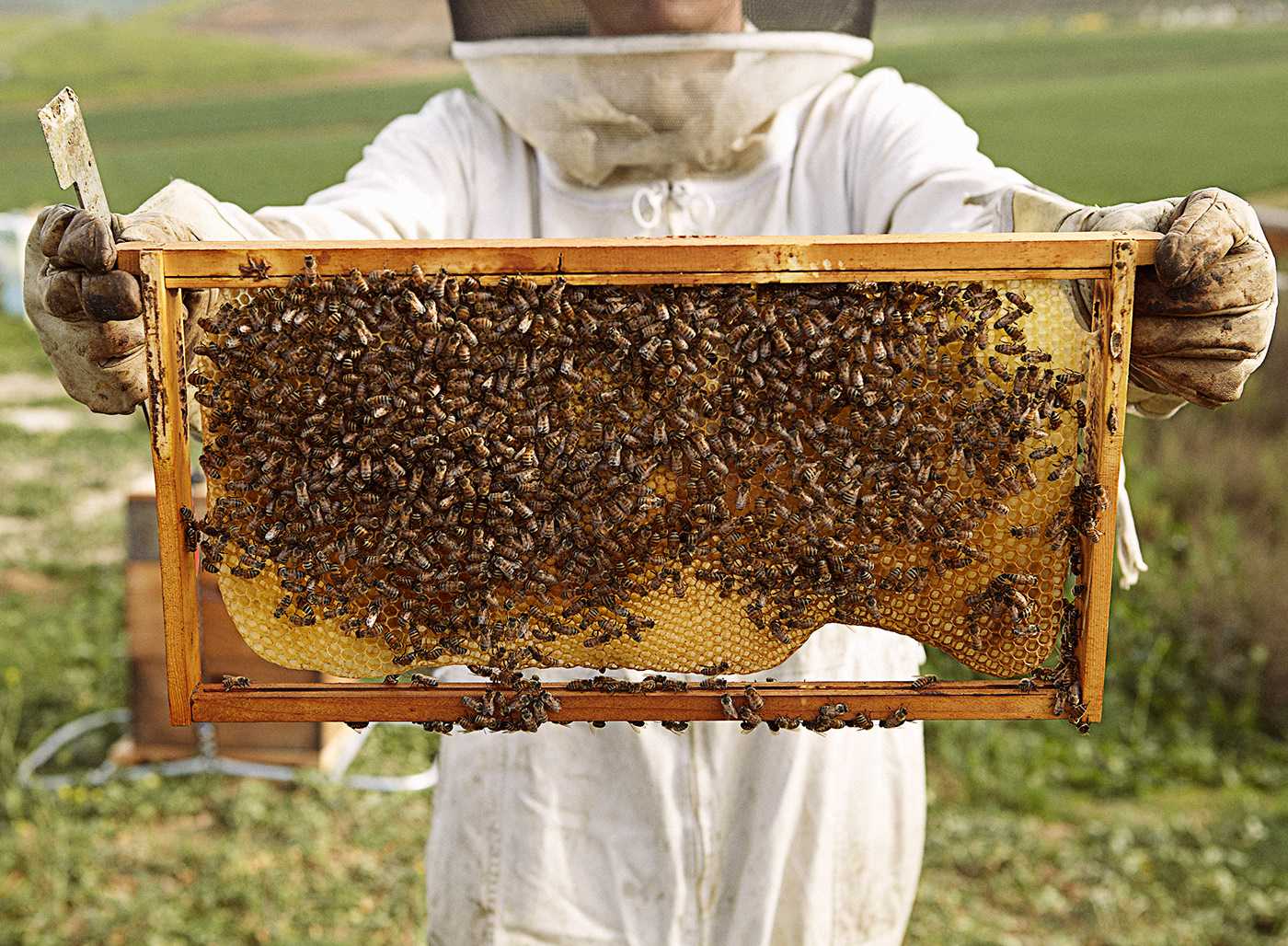Как пчёлы делают мёд • imorganic