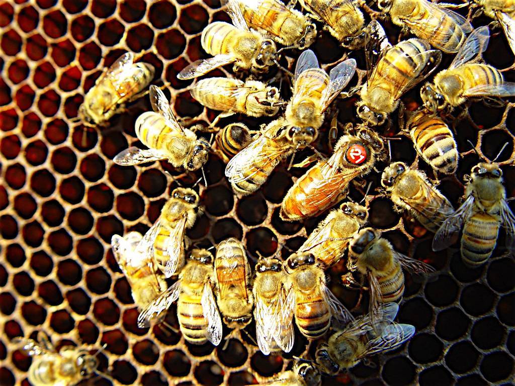 Пчелиная семья: иерархия, устройство, распределение обязанностей