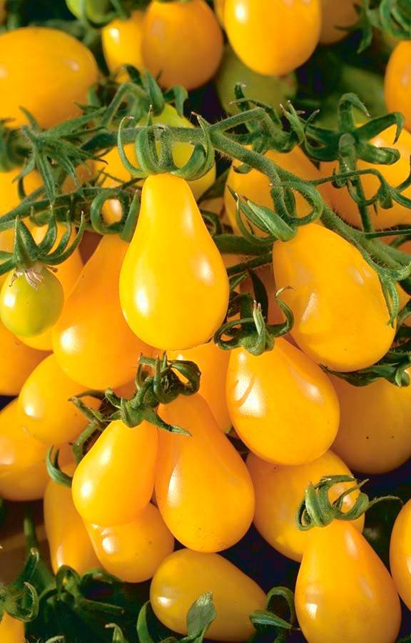 Лучшие кистевые сорта томатов для теплиц: перечень распространенных представителей