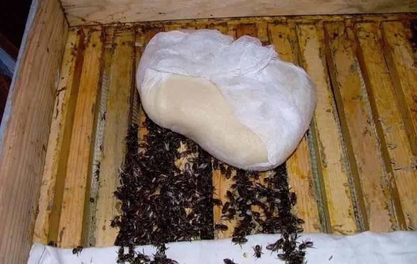Подкормка пчел осенью сахарным сиропом
