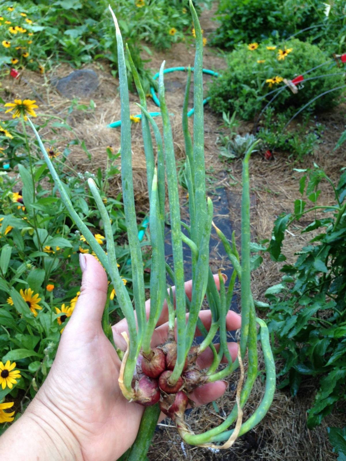 Многоярусный лук: посадка и уход, секреты выращивания — когда сажать лук многоярусный — про огород