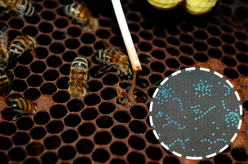 Как избавиться от гнильца у пчел разных типов