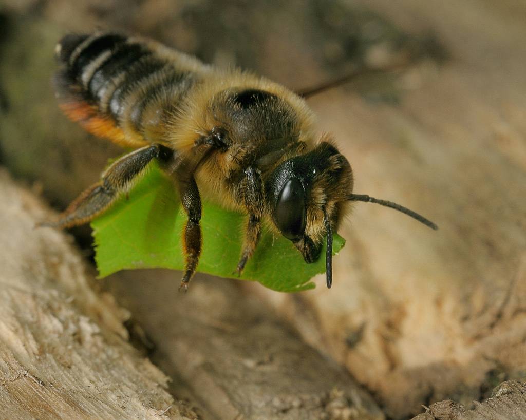 О пчеле-плотнике обыкновенной, как избавиться от древесной пчелы в стене дома