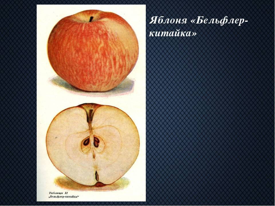 Яблоня бельфлер-китайка: особенности сорта и ухода