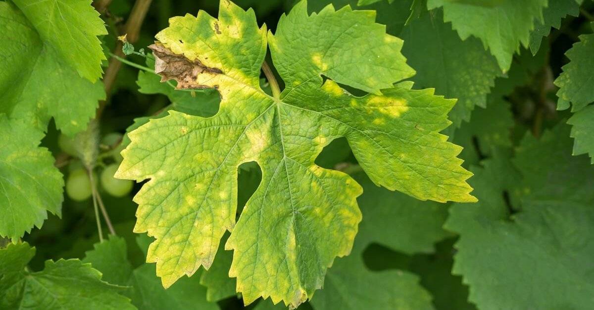 Коричневые пятна на листьях винограда фото