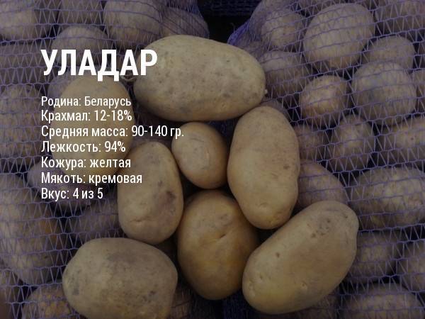 Уладар – сорт картофеля и его характеристики + видео