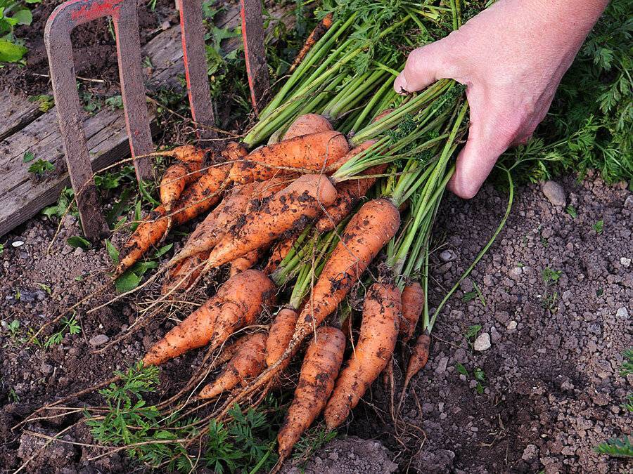 Когда убирать морковь в 2021 году с грядки на хранение по лунному календарю