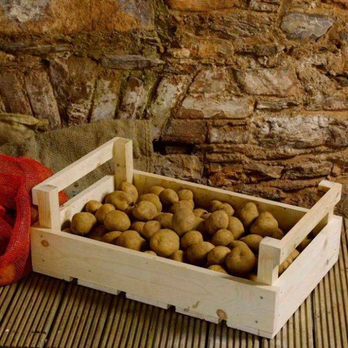 Правила хранения картошки в домашних условиях: как хранить картофель в квартире, подвале и ящиках