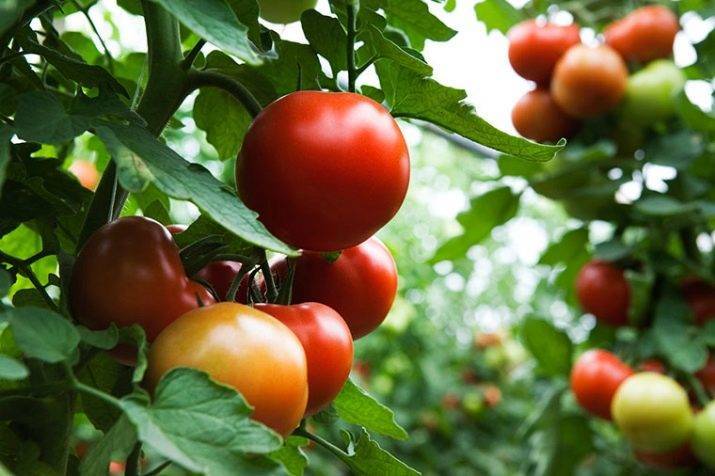 Описание сорта томата дикая роза, особенности выращивания и ухода