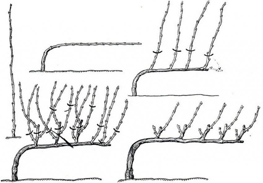 Как правильно подрезать виноград на зиму. Схемы формировки куста винограда. Схемы формировки винограда кордон. Веерная формировка виноградного куста схема. Формировка винограда кордон.