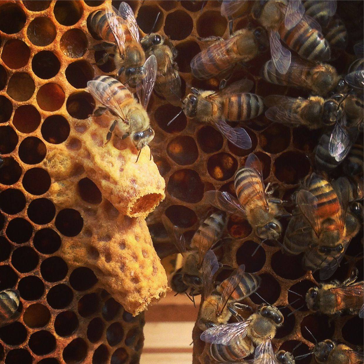 История развития пчеловодства в мире