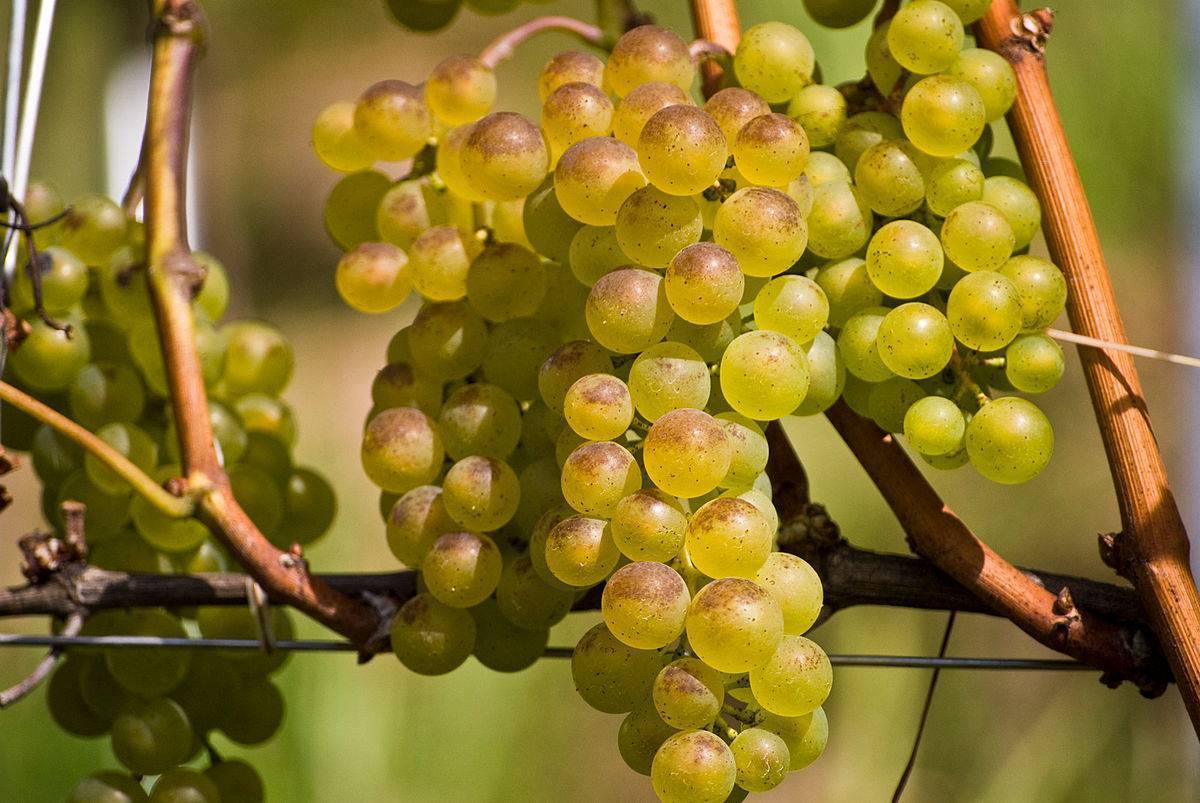 Виноград бажена: преимущества сорта, выращивание, посадка и уход