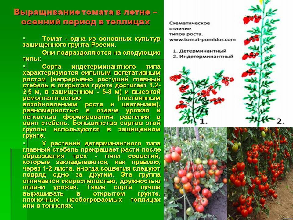 Ранние сорта томатов – для открытого грунта, высокоурожайные, лучшие для средней полосы, топ-15
