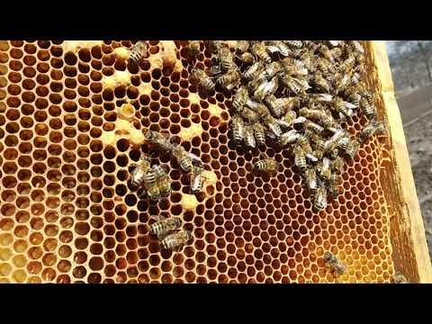 Состав пчелиной семьи. основы пчеловодства [самые необходимые советы тому, кто хочет завести собственную пасеку]