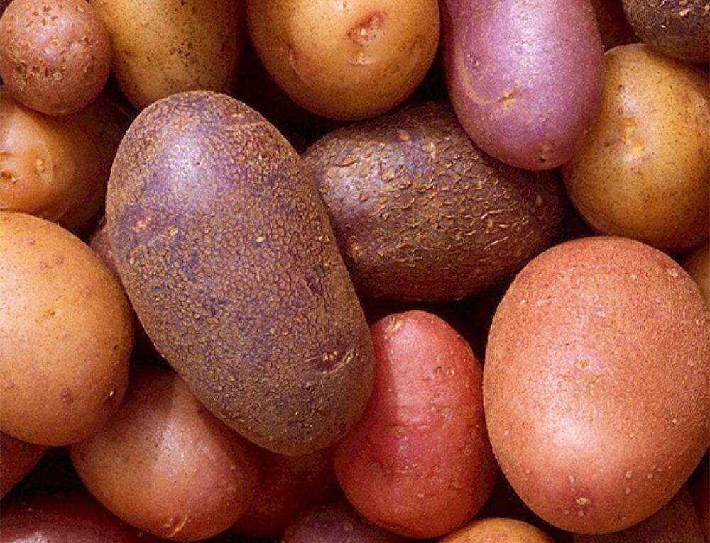 Картофель рокко: описание сорта, фото, отзывы, особенности выращивания и уход
