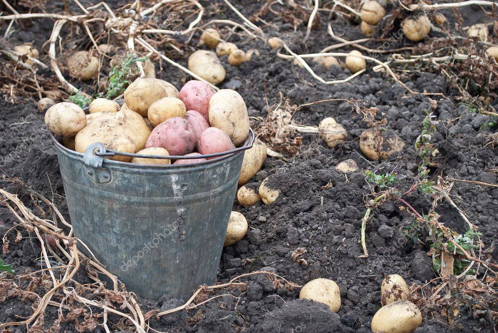 Когда и как копать картошку, как определить когда картофель созрел