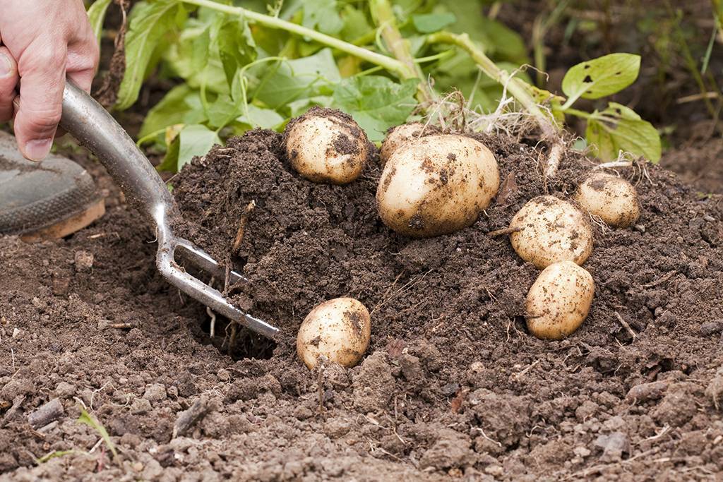 Что можно сажать после картофеля на следующий год: таблица, правила севооборота – сад и огород своими руками