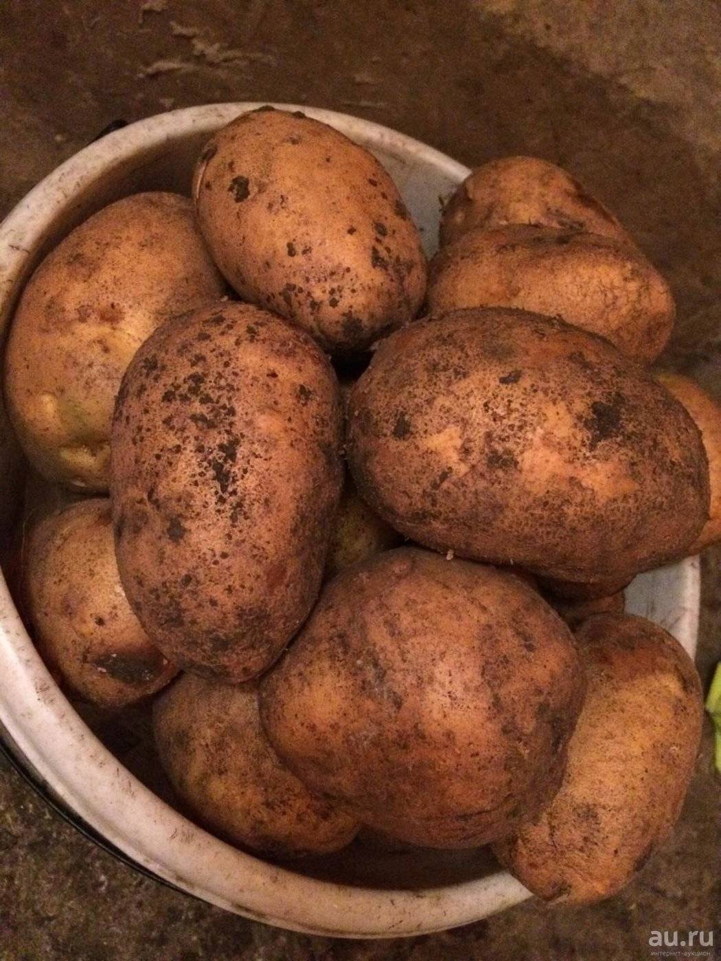 Как правильно выращивать картофель сорта тулеевский
