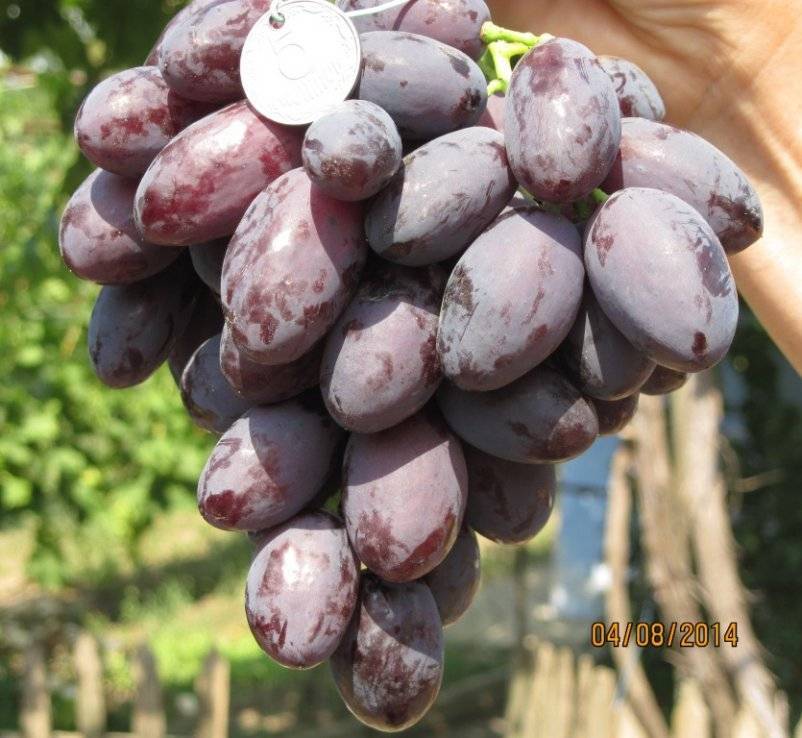 Виноград алиготе: описание и характеристики сорта, плюсы и минусы, выращивание