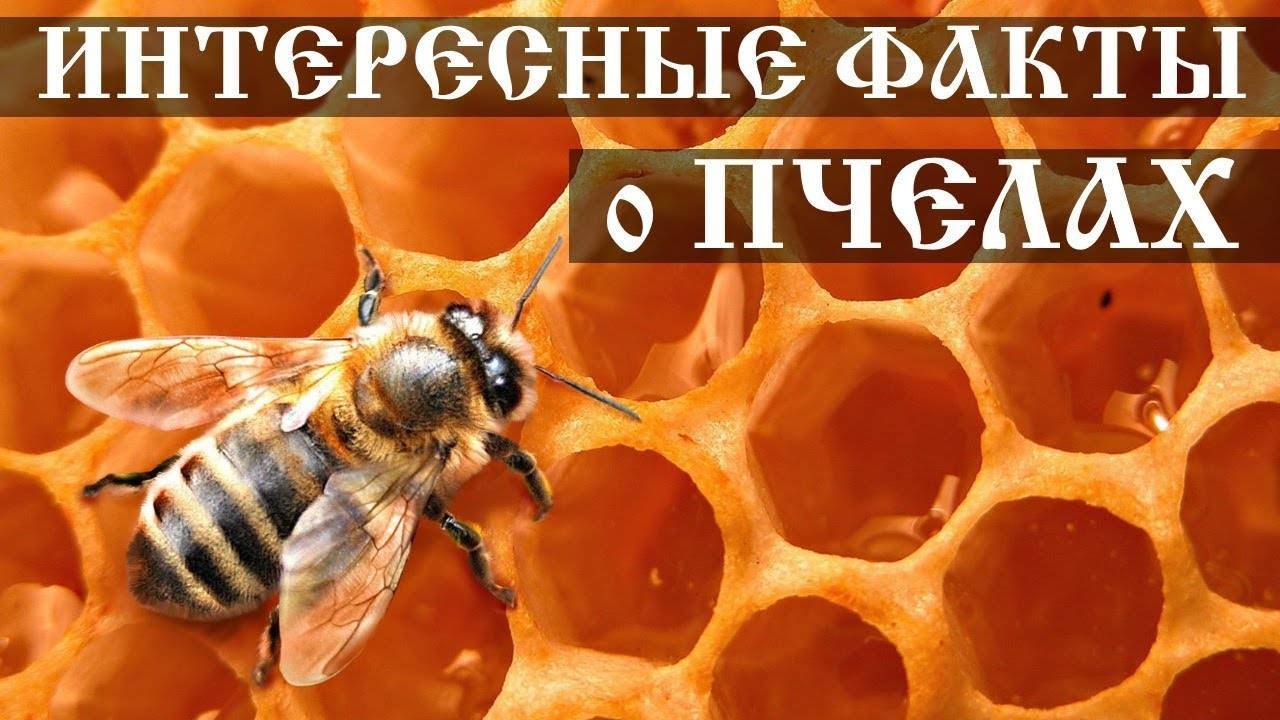 Сколько живет пчела: матка, трутни, рабочие особи, факторы