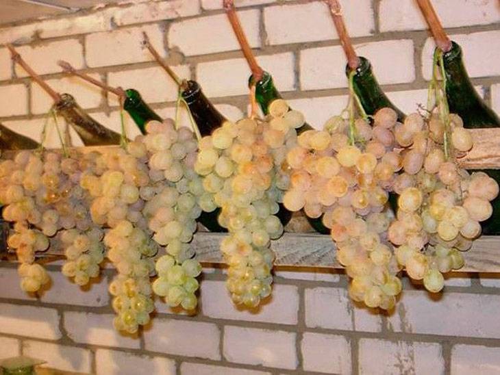 Как хранить виноград - 105 фото вариантов длительного хранения винограда