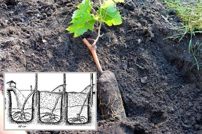 Посадка винограда весной черенками и саженцами – рекомендации и правила