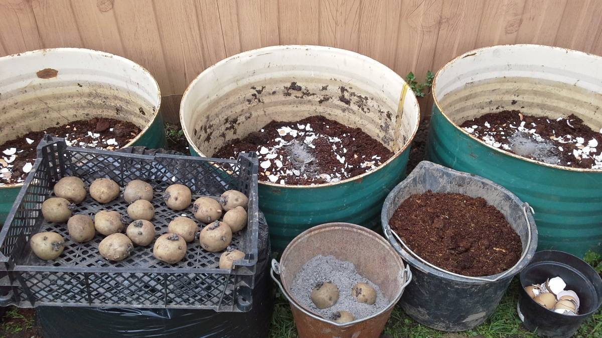 Посадка и выращивание картофеля под соломой или сеном, в мешках, в грунте, в бочках: технология и методы