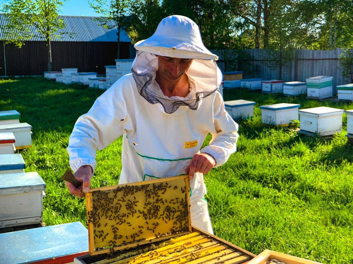 Органическое пчеловодство | о пасеке