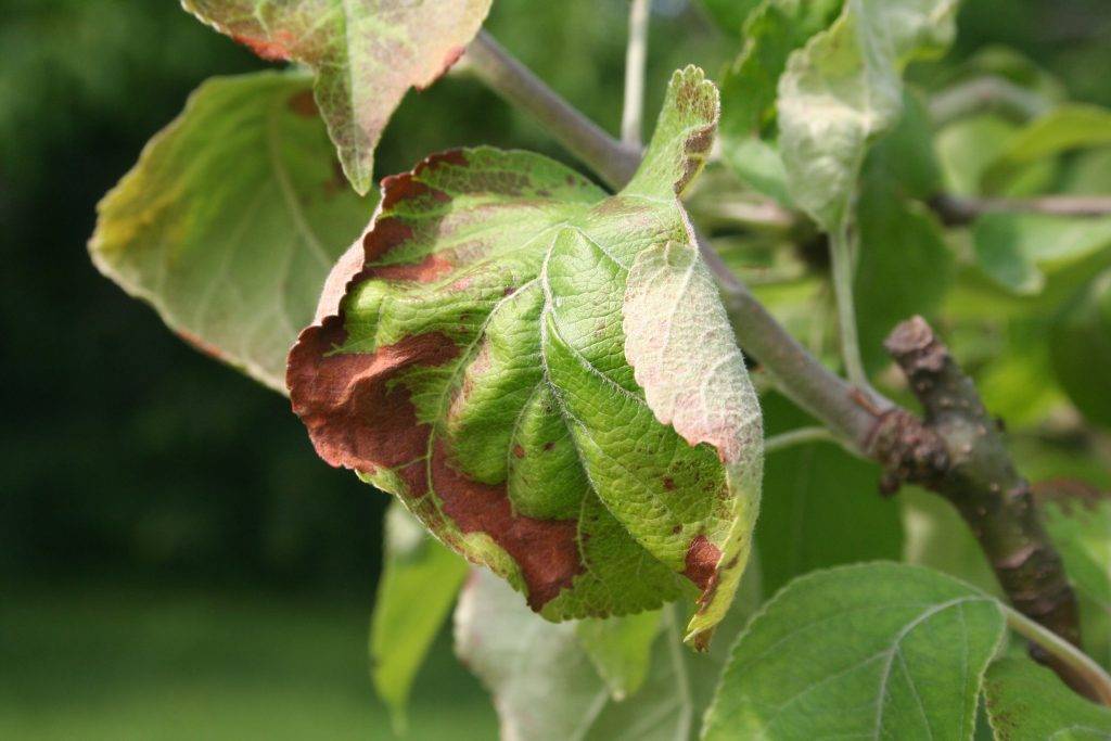 О болезнях и вредителях коры яблонь