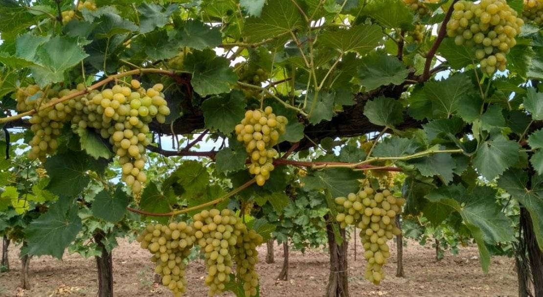 О винограде августин: описание и характеристики сорта, посадка и уход