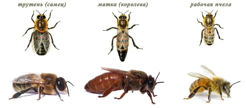 Пчелиная матка - королева пчел, которая иначе выглядит и обеспечивает продолжение рода, иначе ее могут убить – med-pochtoi.ru