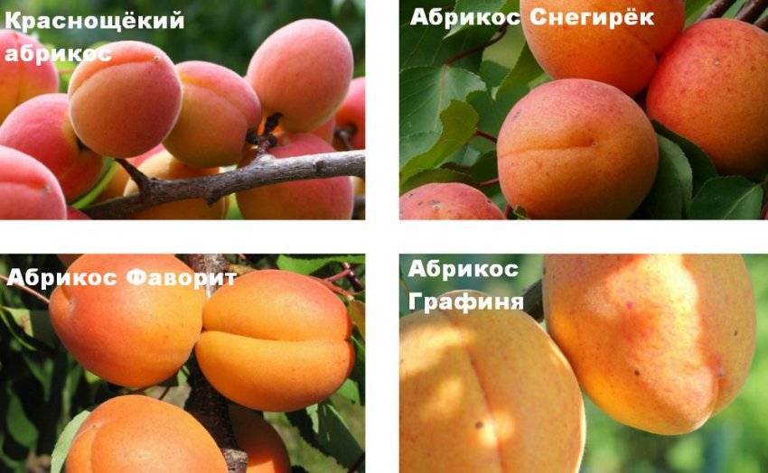 Как вырастить персик или нектарин из косточки и будет ли урожай