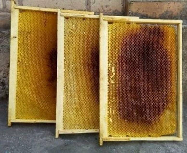 Сушь для пчел: зачем нужна, когда использовать, установка рамок